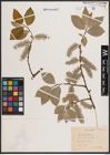 Foto von Salix caprea L.